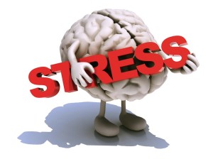 human brain that embraces word stress